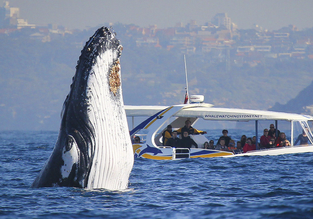 Whale Watching, 3hr Discovery Cruise